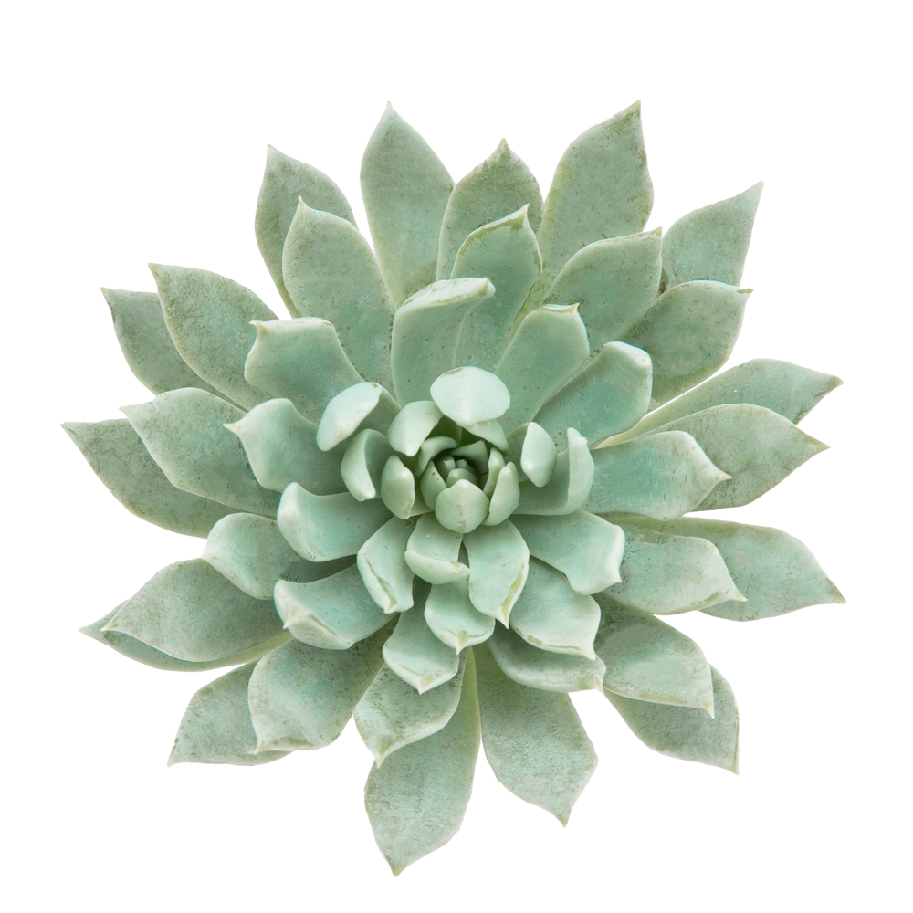 Sedum Reflexum / Banana Blue